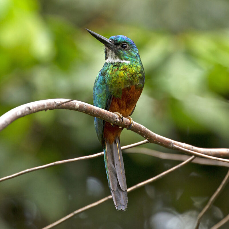 Jacamar vert femelle adulte