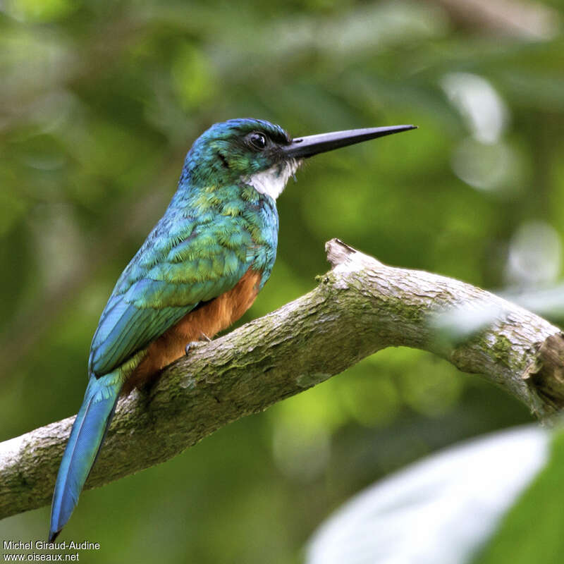 Jacamar vert femelle adulte