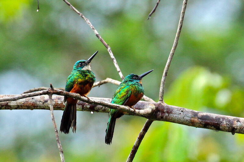 Green-tailed Jacamaradult