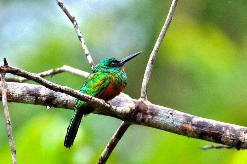 Jacamar vert mâle adulte