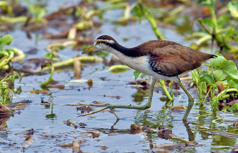 Jacana noirjuvénile