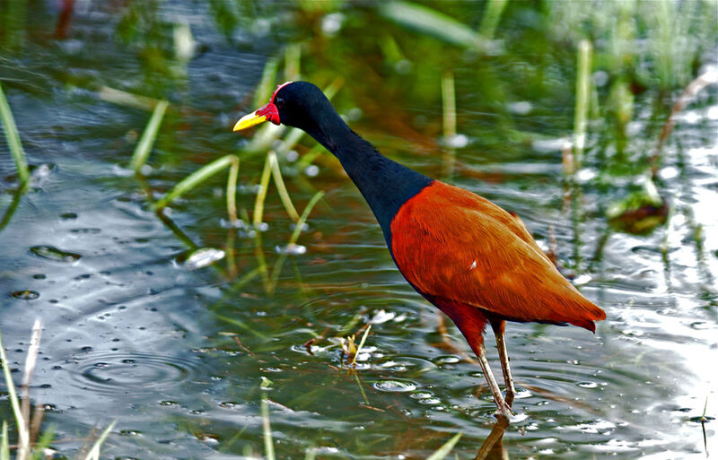 Jacana noiradulte