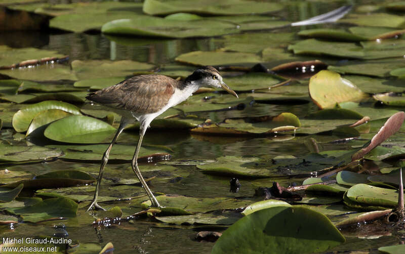 Wattled Jacanaimmature, identification