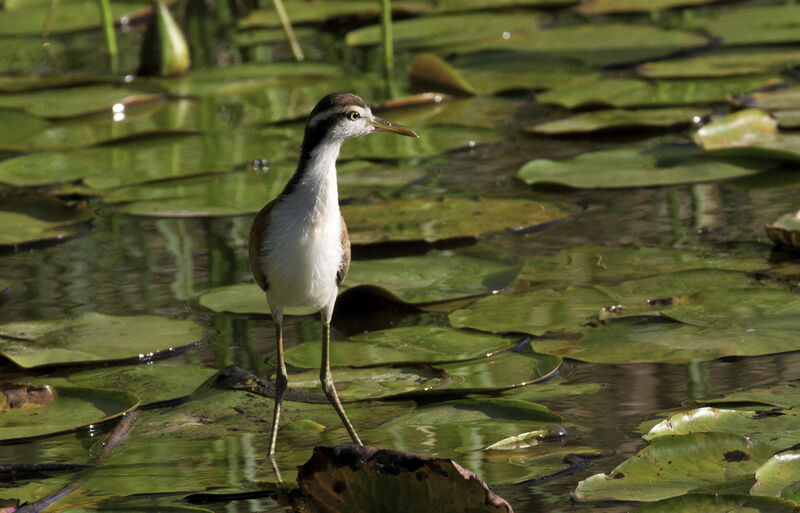 Wattled Jacanajuvenile