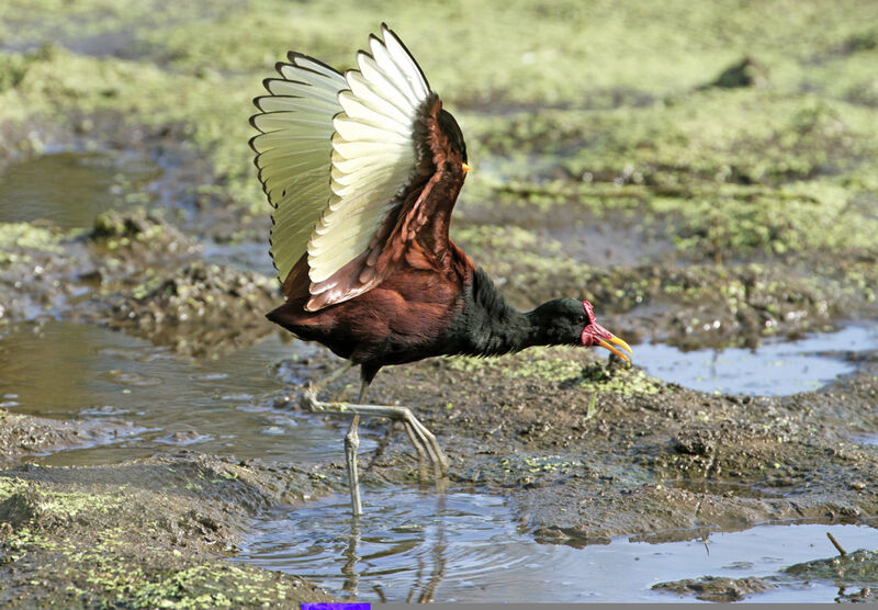 Jacana noir