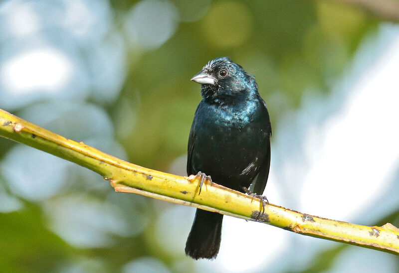 Blue-black Grassquit male adult