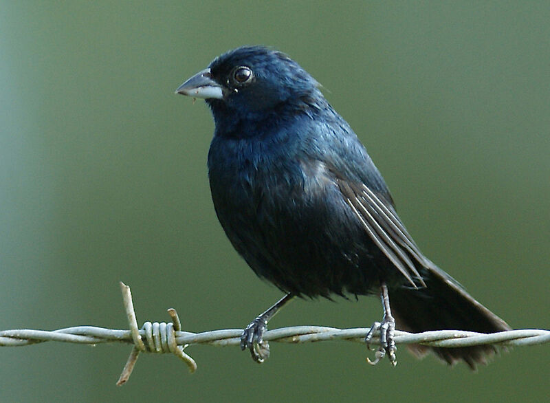 Jacarini noir