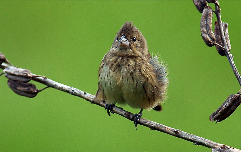 Blue-black Grassquit female juvenile