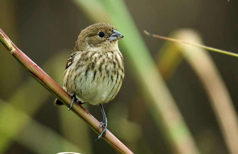 Blue-black Grassquit female adult