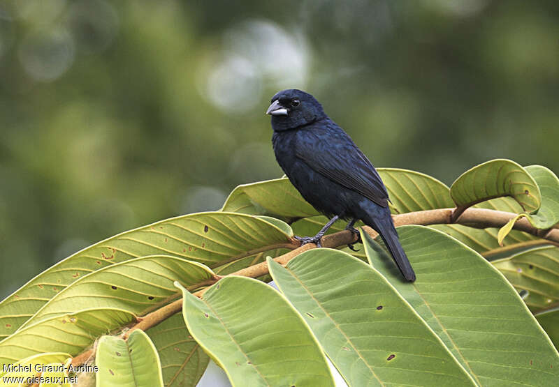 Jacarini noir mâle adulte, identification