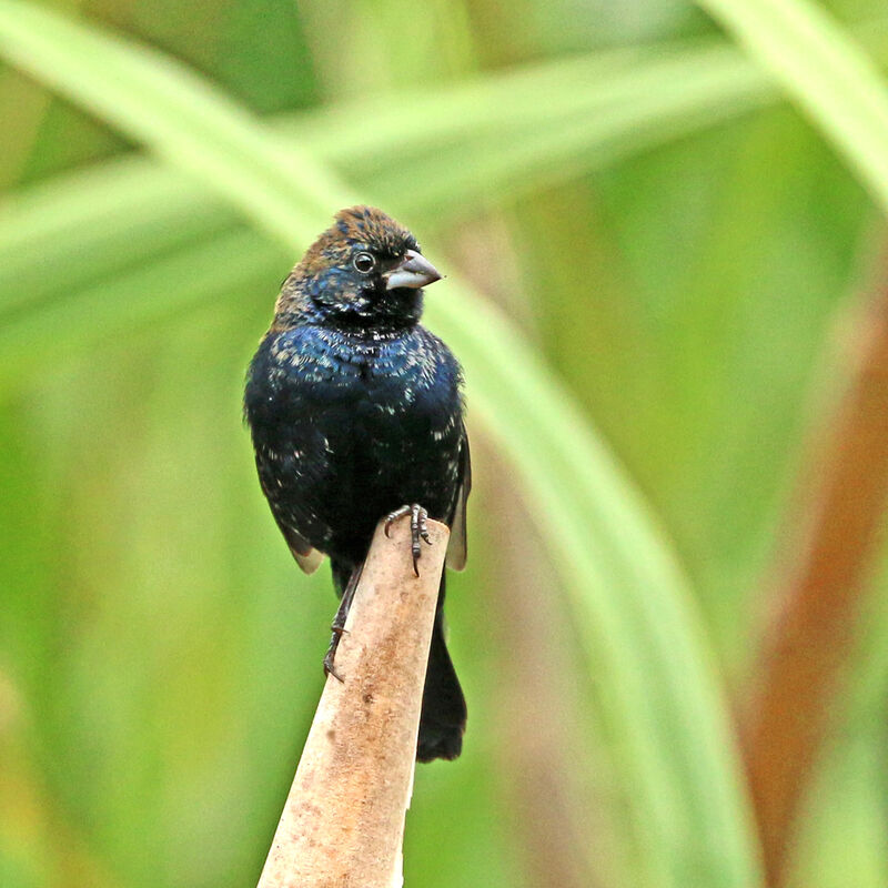 Jacarini noir mâle immature