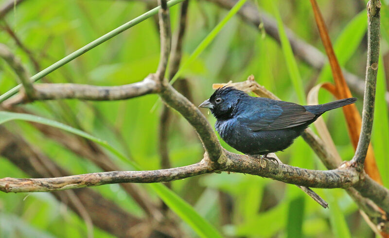 Blue-black Grassquit male adult