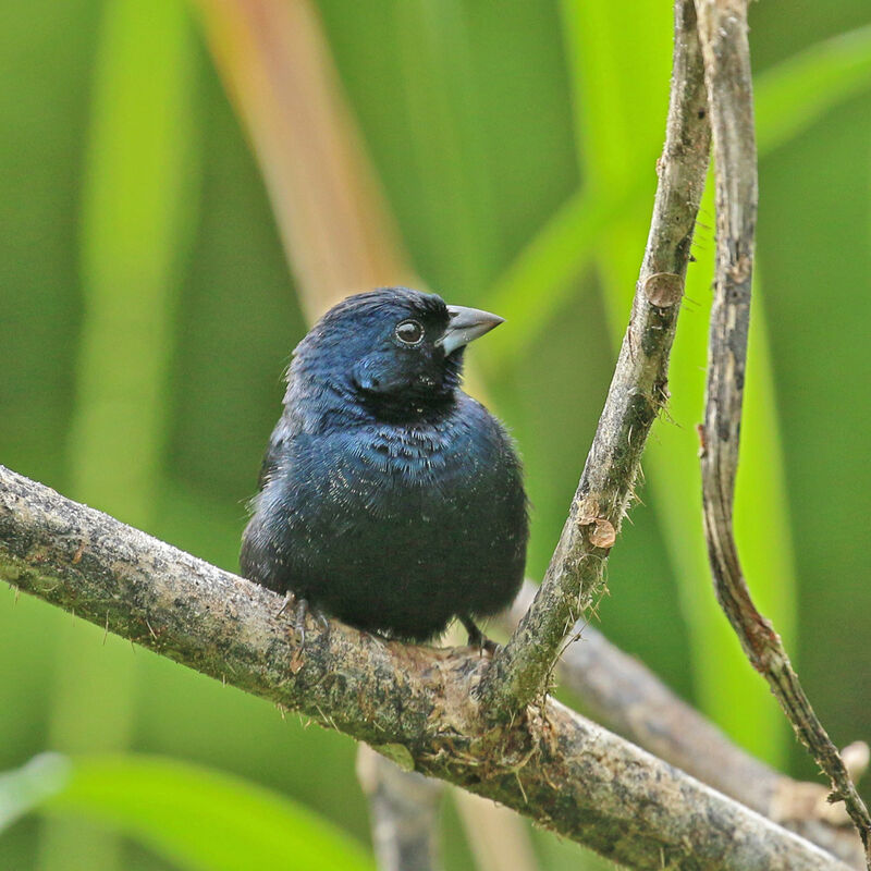 Blue-black Grassquit male adult