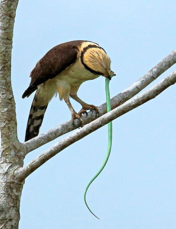 Laughing Falconadult, eats