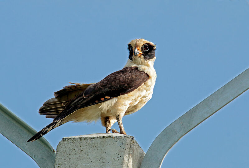 Macagua rieuradulte