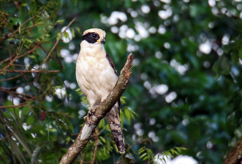 Macagua rieuradulte