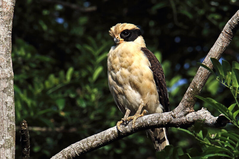 Laughing Falcon