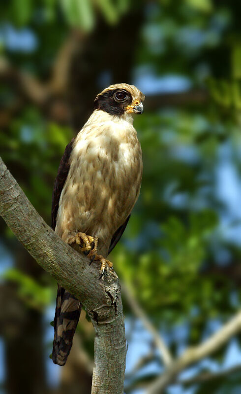 Laughing Falconadult