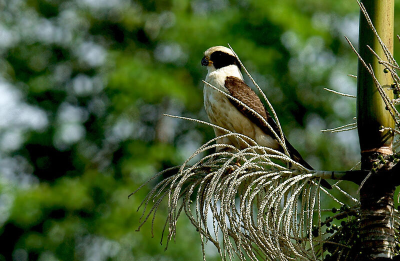 Laughing Falcon