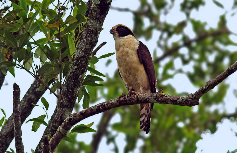 Laughing Falcon