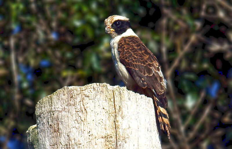 Laughing Falcon