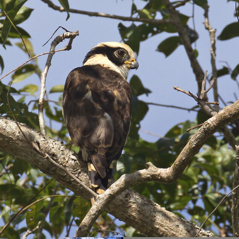 Laughing Falcon