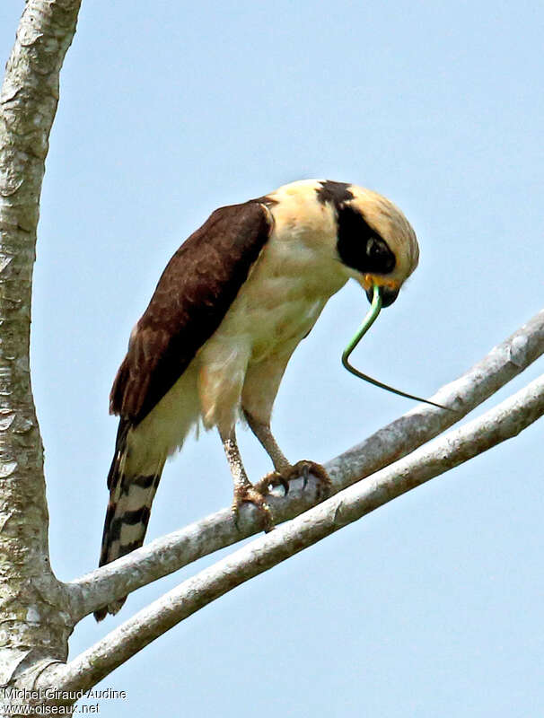 Macagua rieuradulte, pêche/chasse, mange