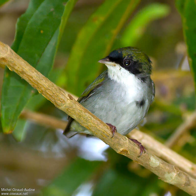 White-throated Manakin male immature, identification