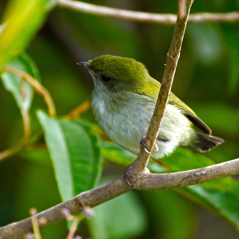 Manakin à gorge blanche femelle adulte