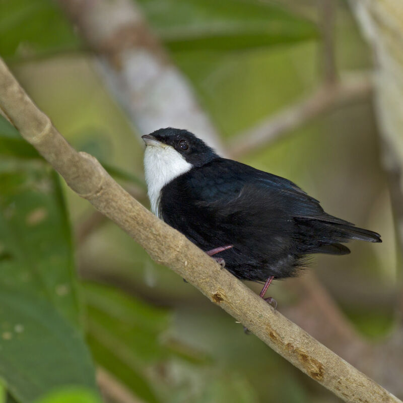 Manakin à gorge blanche mâle adulte