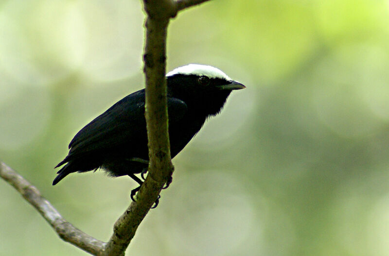 White-crowned Manakin