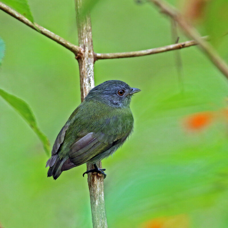 Manakin à tête blanche femelle adulte