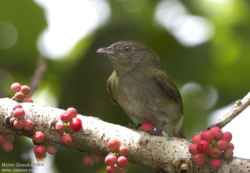 White-crowned Manakin female adult, feeding habits