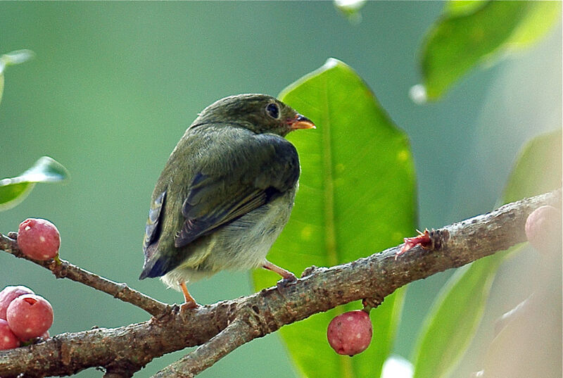 Golden-headed Manakin female juvenile