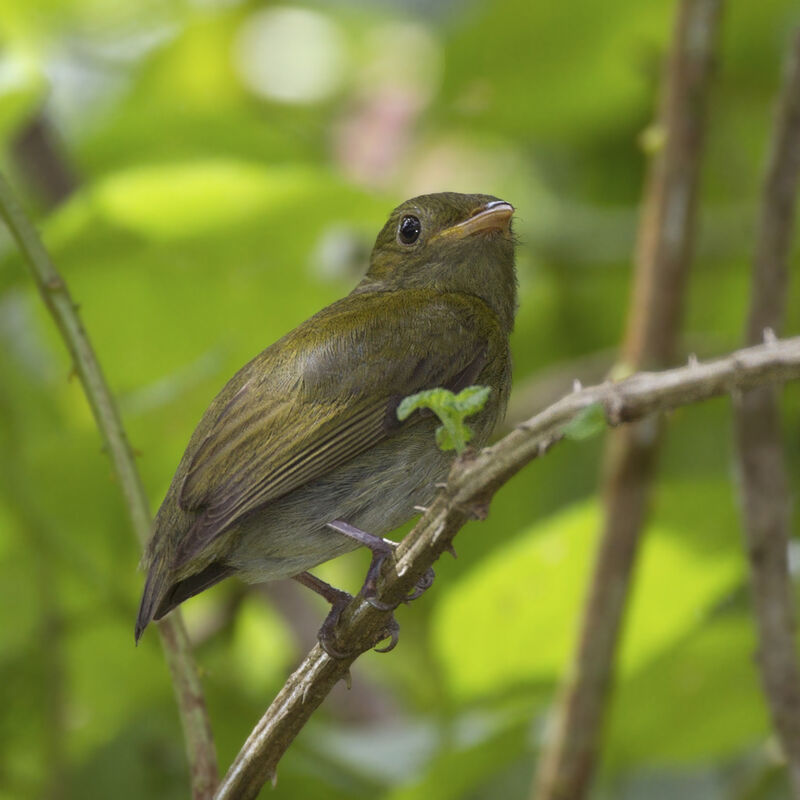 Manakin à tête d'or