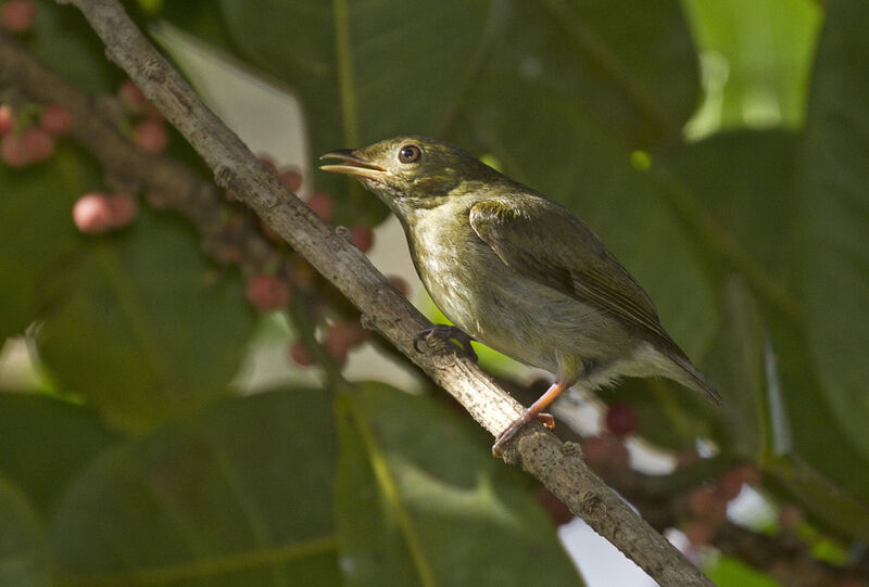 Golden-headed Manakin female adult