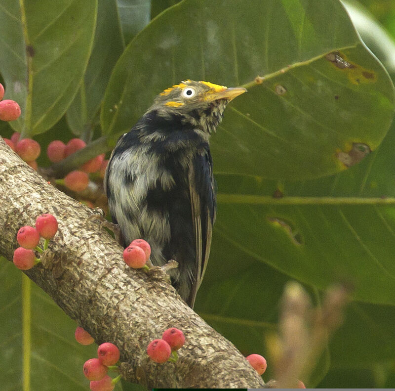 Golden-headed Manakin