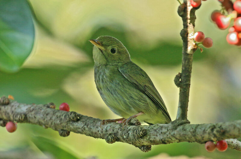 Golden-headed Manakin female adult