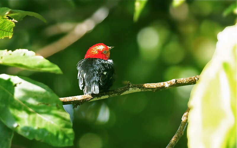 Manakin auréole mâle adulte