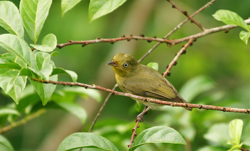 Manakin auréole femelle adulte