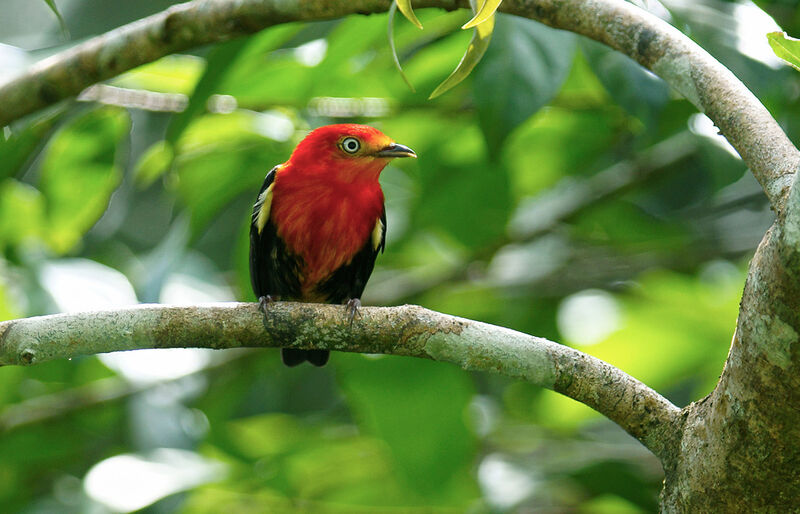 Crimson-hooded Manakin male immature