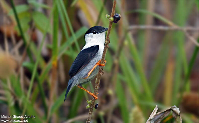 White-bearded Manakin male adult