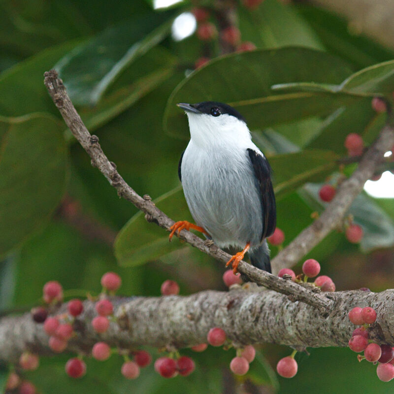 White-bearded Manakin male adult