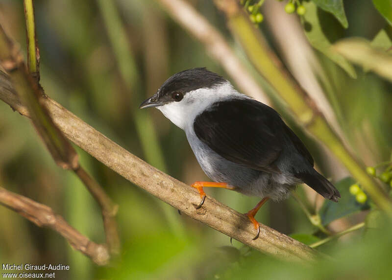 Manakin casse-noisette mâle adulte, identification