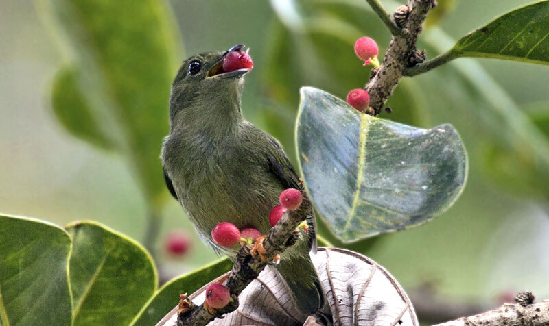 White-bearded Manakin female adult, eats