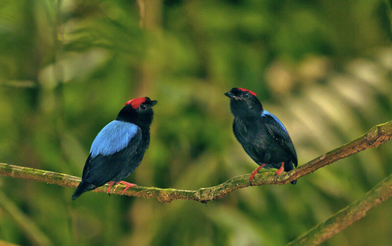 Blue-backed Manakin male