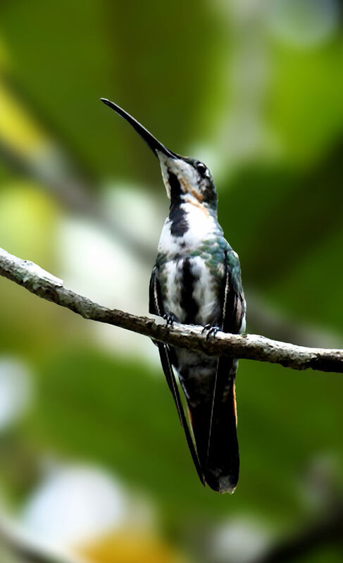 Black-throated Mango