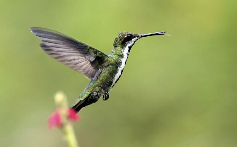 Black-throated Mango female adult