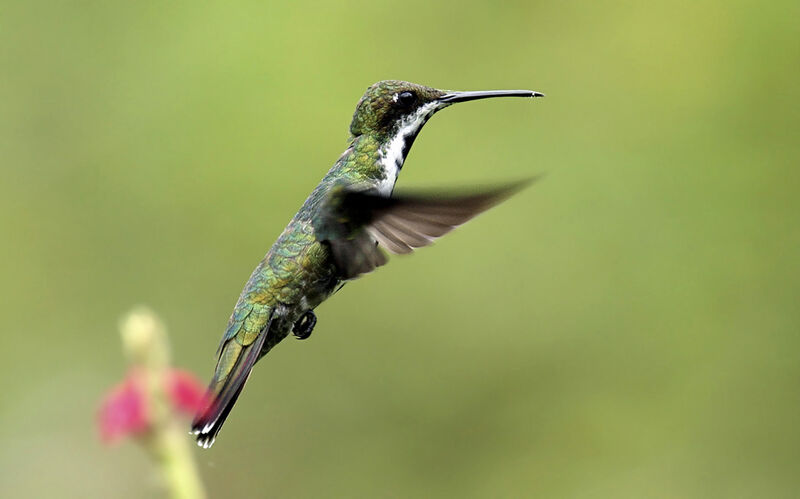 Black-throated Mango female adult