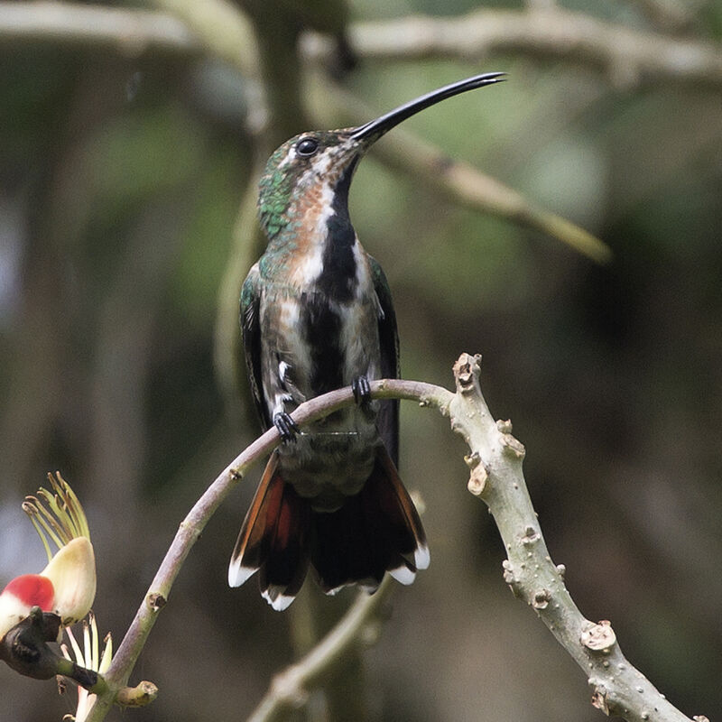 Black-throated Mango female immature